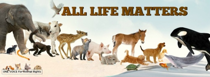 All Life Matters